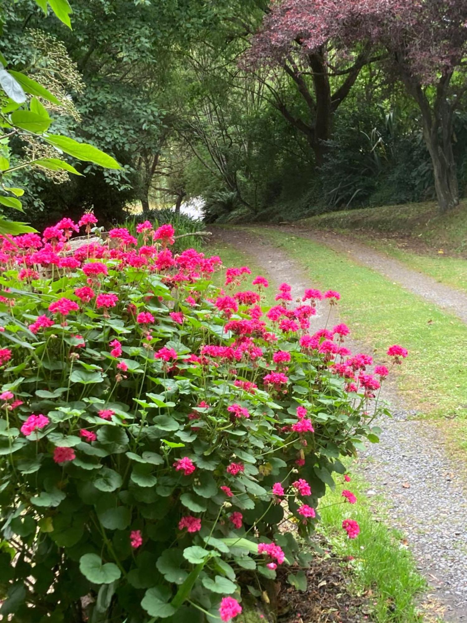 Arden Country House Bnb - Entire House To Yourself -Peace In The Country Дьюндин Экстерьер фото